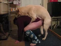 The taskmaster is sodomized by a gay dog.